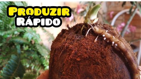 Como Fazer Muda De Coco Impressionante Youtube