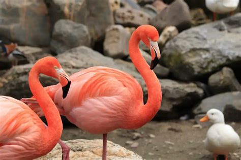 Why Do Flamingos Stand On One Leg Explained Wildlifefaq