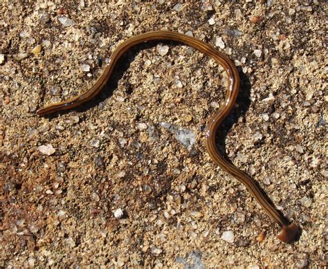 Arrowhead Flatworm Tva Muscle Shoals Reservation Inaturalist