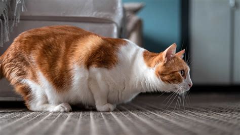 Why Do Cats Loaf? Probably a Good Sign