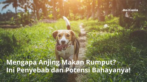 Mengapa Anjing Makan Rumput Ini Penyebab Dan Potensi Bahayanya Hewania