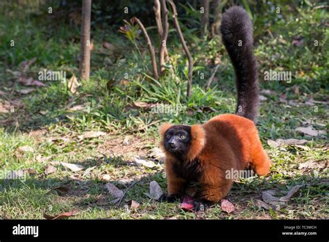 Red Ruffed Lemur Varecia Rubra On Ground Andasibe Mantadia National