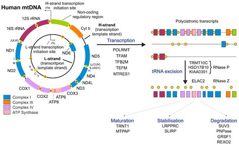 Cells Free Full Text Mitochondrial Gene Expression And Beyond—novel