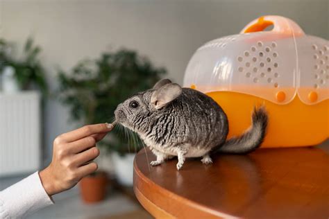 Qué comen las chinchillas: conoce la alimentación de la chinchilla