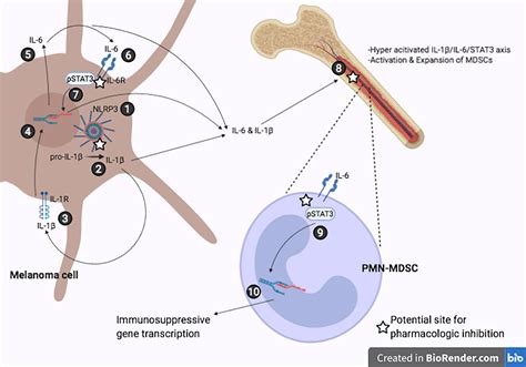 Frontiers Tumor Nlrp Derived Il Drives The Il Stat Axis