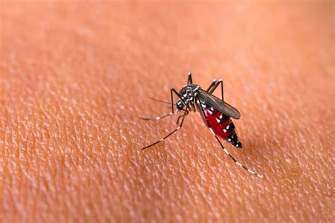 Mosquito Borne Diseases On The Rise Hpa The Times Of Addu