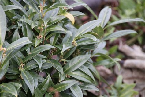 Sarcococca Hookeriana Humilis Vleesbes De Tuinen Van Appeltern