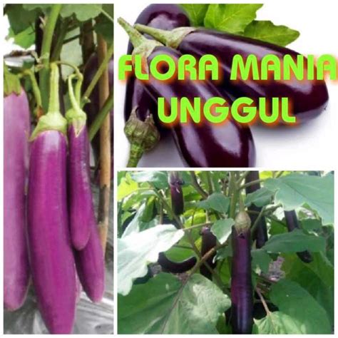 Jual Bibit Terong Ungu Sayur Buat Lalapan Sambel Penyetan Full Akar