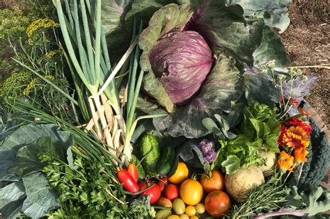 What SNAP Cuts and USDA Shifts Mean—and What Gardens Can Still Offer