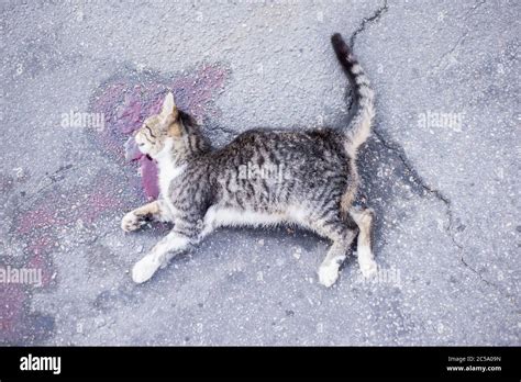 Dead Cat Lies On An Asphalt Road In A Pool Of Blood View From Above