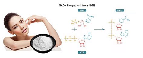 중국 고품질 니코틴아미드 모노뉴클레오티드 분말 제조 업체 공장 직접 도매 Huilin Bio