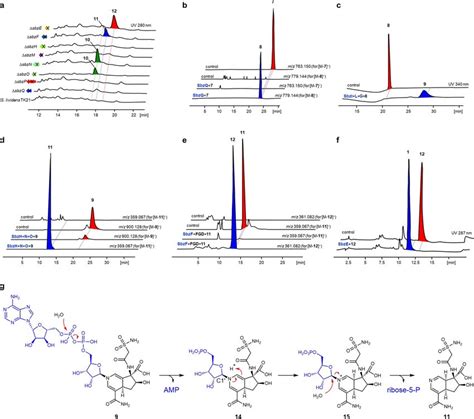 Gene Deletion Guided In Vitro Reconstitution Of The Sbz Pathway A