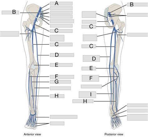 Leg Diagram Quizlet