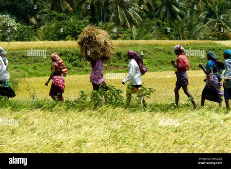 RURAL TAMIL NADU VILLAGE SCENE THENKASI Stock Photo: 9450506 - Alamy