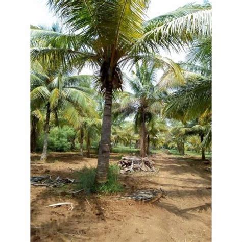 Full Sun Exposure East Coast Tall Green Coconut Trees For Outdoor