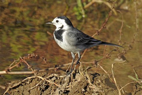 Bird Guide The Ubiquitous Wintering White Wagtail