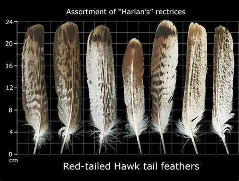 The Feather Atlas Feather Identification And Scans U S Fish And