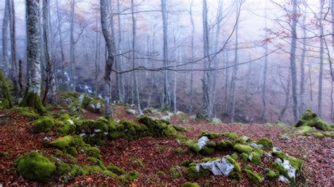 Forests Fog Trees Moss Rare Gallery Hd Wallpapers