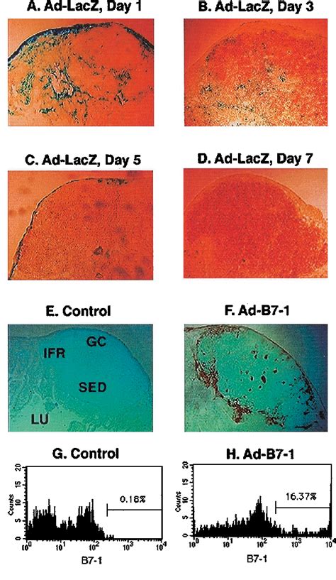 Figure 2 From ToleranceRoles Of B7 And IL 12 In Mucosal T Cell For