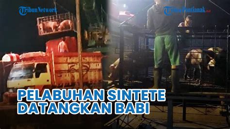 Pelabuhan Sintete Sambas Rutin Datangkan Ternak Babi 500 1000 Ekor