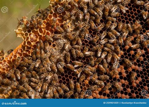 Working Bees In A Hive On Honeycomb Bees Inside Hive With Sealed And