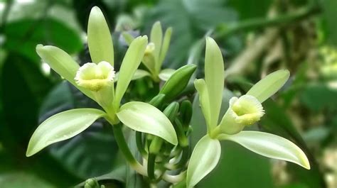 How To Care For Vanilla Orchid Plantly