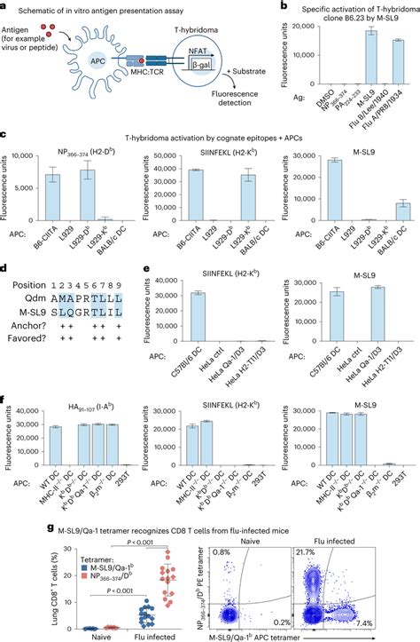 M SL9 Specific CD8 T Cells Are Restricted To The Nonclassical MHC Class