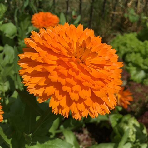 Marigold