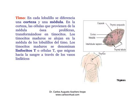 Clase 7 1 Sistema Linfatico PPT