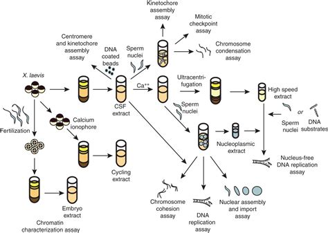 Reconstituting Nuclear And Chromosome Dynamics Using Xenopus Extracts