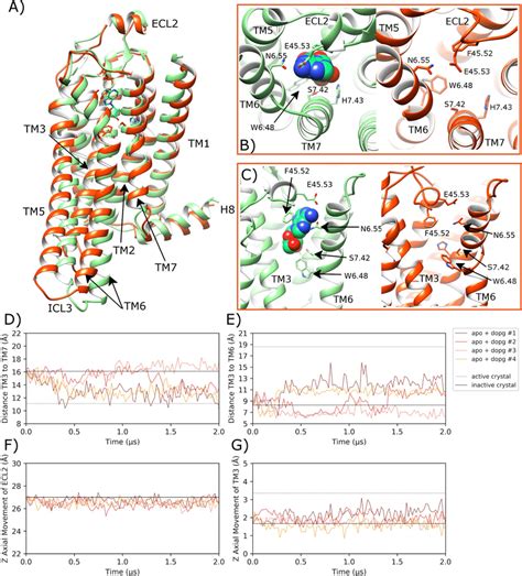 Transition Towards An Alternative Intermediate Conformation Of Apo A2ar