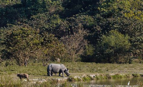 Best Time To Visit Kaziranga National Park When Exactly You Should Visit