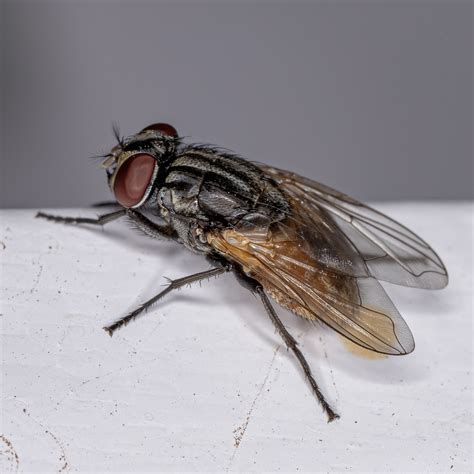 House Fly Infestation Services | Pest Pros