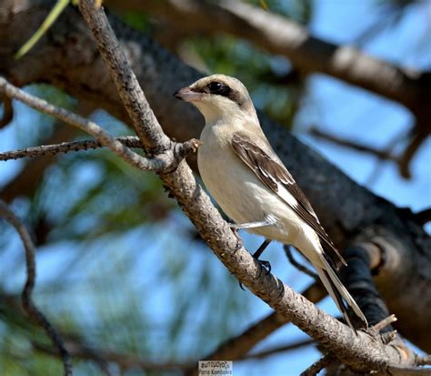 Lesser Grey Shrike | Greek Nature Encyclopedia