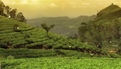 5 Most Beautiful Tea Estates To Visit In India