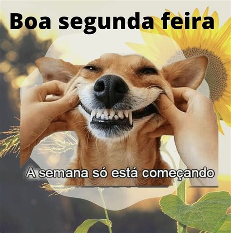 40 Frases engraçadas de Bom dia Segunda feira Animada e Fofas