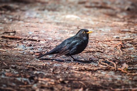 Blackbird Bird Animal Free Photo On Pixabay Pixabay