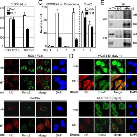 Mapping Of Runx2 Sequences Required For Binding AR DBD A Shown At The