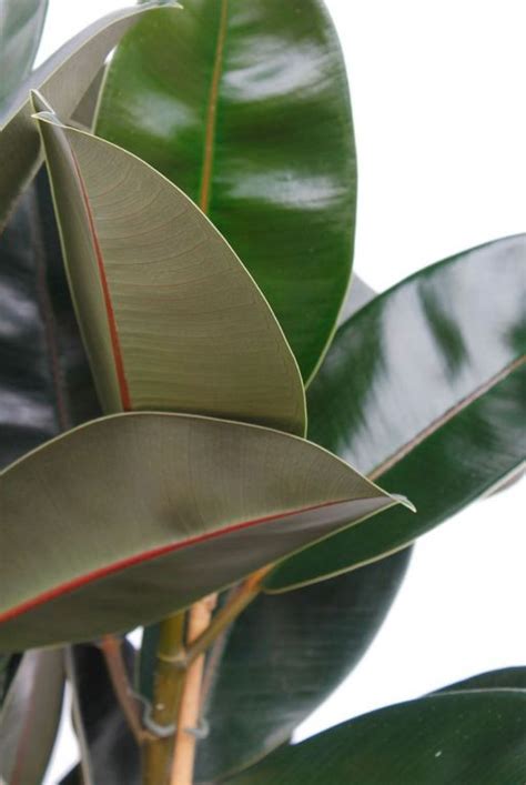 Ficus Elastica Abidjan Rubberplant 120cm Kopen 123plantennl