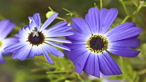 Flower Gardens How To Grow The Swan River Daisy Brachycome