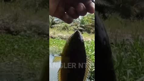 Heboh ANGLER NTT Dapat Ikan Betok Yg Paling Besar Shortvideo