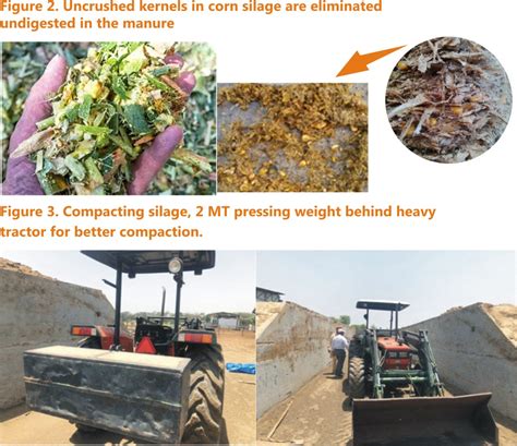 Quality Silage Making Specific Reference To Maize Silage Benison Media