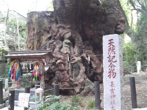 国の天然記念物 来宮神社の「大楠」 つれづれなるままに