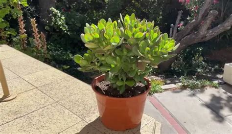 Crassula Ovata Arbol Jade Cuidados Reproducci N Y Flores