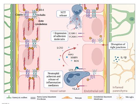 Figure 2 From The Role Of Neutrophils In The Dysfunction Of Central