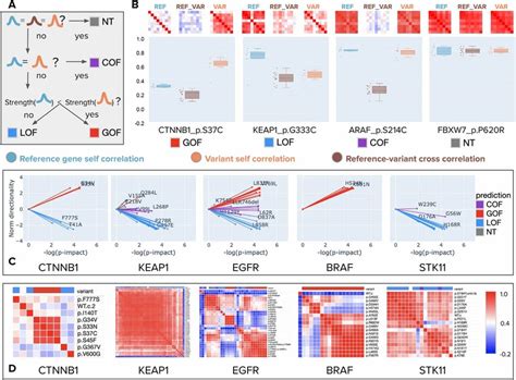 Morphology Based Variant Impact Phenotyping CmVIP And Resulting