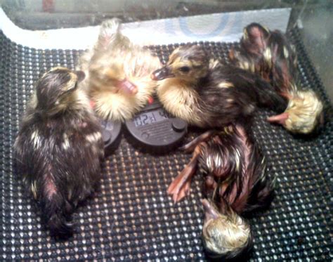 Hatching Muscovy Duck Eggs Naturally - bmp-log