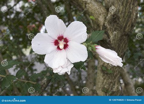 Flores Blancas Del Syriacus Del Hibisco Foto De Archivo Imagen De