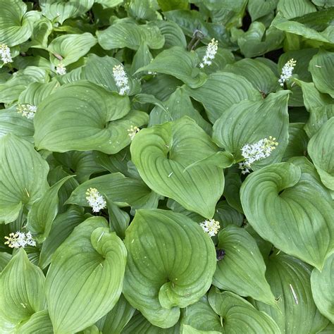 Maianthemum Dilatatum Western Lily Of The Valley Flickr