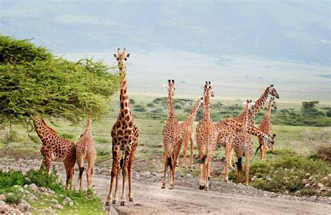 Animais Selvagens De Frica Rebanho Dos Girafas Que Cruzam A Estrada